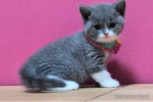 成約済の東京都のスコティッシュフォールド-104746の5枚目